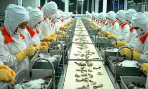 Hướng tới sản phẩm quốc tế thương hiệu Việt