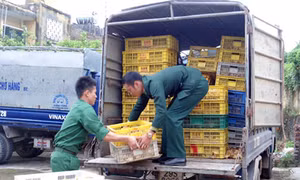 Quảng Ninh