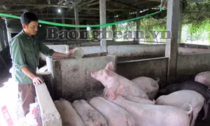 Mô hình chăn nuôi giúp phụ nữ thoát nghèo