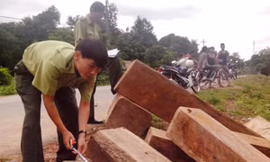 Ngụy trang tinh vi gỗ lậu trong thùng xe
