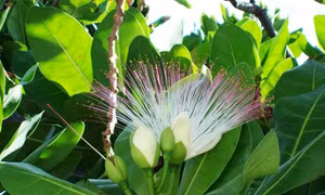 Sâm đất đảo Song Tử Tây