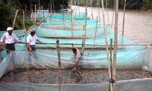 Quảng Ngãi