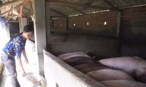 Tín dụng ưu đãi đến với nông dân nghèo