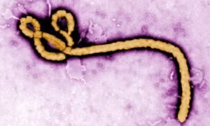 Anh - Mỹ cảnh báo Ebola có thể trở thành đại họa 