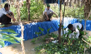 Nuôi lươn trên cạn, thu nhập cao