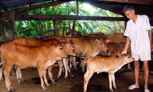 Thoát nghèo nhờ nuôi bò sinh sản