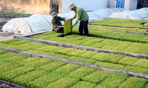 Gỡ khó cho những cánh đồng mẫu lớn ở Phú Thọ 