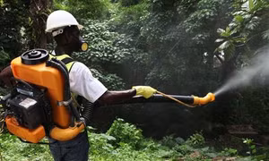 Dịch sốt Chikungunya tiếp tục lan rộng tại Trung Mỹ