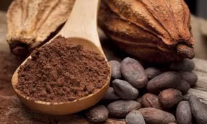 Flavanols trong cacao cải thiện suy giảm trí nhớ