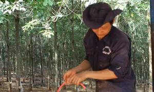 Ngành cao su nỗ lực giữ giá