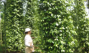 Bà Rịa-Vũng Tàu