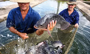 Mỹ Latinh coi nuôi trồng thủy sản là công cụ chống đói nghèo