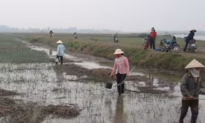Nhớ những mùa rươi