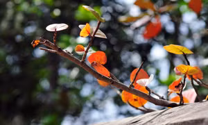 Đoản khúc thu