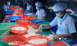 Đổi mới công nghiệp chế biến để đổi đời sản phẩm nông nghiệp - Bài cuối: Hướng tới nền nông nghiệp xuất khẩu bền vững