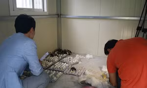 Hàn Quốc 'truy quét trứng vịt lộn', người Việt khó làm ăn