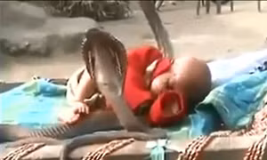 Em bé say ngủ giữa... 4 con rắn hổ mang