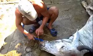 Kinh hoàng “công nghệ” tăng trọng gia súc, gia cầm