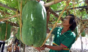 Bình Định 