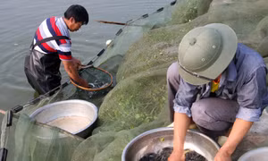Đắk Nông