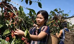 Các tỉnh Tây Nguyên chủ động thu hoạch cà phê 