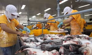 Tìm giải pháp nâng sức cạnh tranh cho cá tra Việt Nam tại thị trường châu Âu