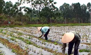 Trồng đinh lăng đơn giản, thu nhập cao