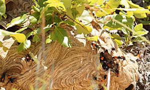 Đà Nẵng