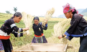 Mùa vàng vùng cao 