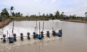 Tôm xuất khẩu được mùa