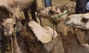 Phát hiện virus MERS-Cov tại chuồng lạc đà ở Saudi Arabia