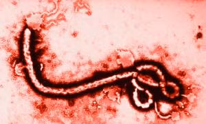 Không nên hoang mang trước những thông tin chưa kiểm chứng về virus Ebola