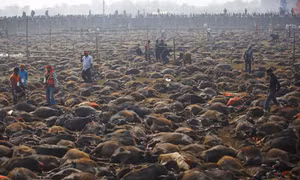 Kinh hãi lễ tế 5.000 con trâu ở Nepal