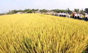 Liên kết yếu, cánh đồng mẫu lớn vẫn nhỏ