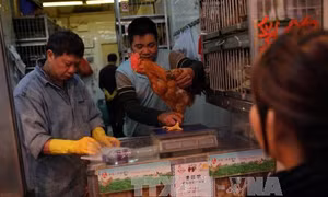 Phát hiện ca nhiễm virus H7N9 ở người tại Trung Quốc