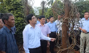 Gỡ khó cho cây hồ tiêu Tây Nguyên - Tìm thuốc đặc trị cứu cây tiêu
