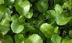 Rau của mẹ