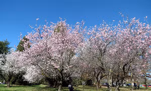 Canberra vào xuân