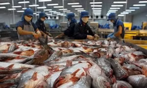 Việt Nam không bán phá giá cá da trơn vào Hoa Kỳ