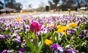 Canberra rực rỡ hội hoa lớn nhất Nam bán cầu