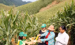 Cây trồng biến đổi gen - Còn nhiều ý kiến trái chiều