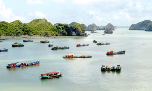 Đa dạng sinh học biển đang suy giảm mạnh