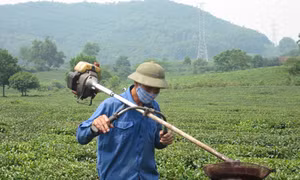 Những 'nhà khoa học chân đất' - Kỳ cuối: Giúp đồng bào diệt sâu không cần thuốc