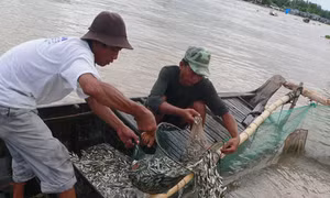 Cá linh - Dân dã mà ngon