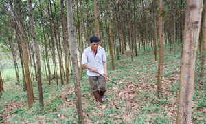 Yên Bái