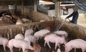 Phát triển chuỗi liên kết trong chăn nuôi