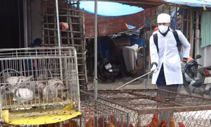 Phân vùng nguy cơ để kiểm soát, phòng chống bệnh cúm gia cầm 