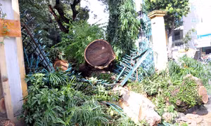 Cây cổ thụ bật gốc đè sập tường Thảo Cầm Viên