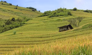 Ngọt thơm hương cốm vùng cao 