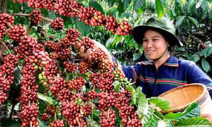 Xây dựng cánh đồng mẫu lớn cho cây cà phê 